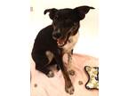 Adopt 84227 Jules a Black Border Collie / Mixed dog in Spanish Fork