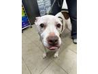 Adopt Penny Lane a White Mixed Breed (Large) / Mixed dog in Covington