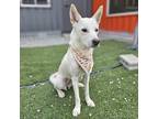 Adopt Haengwoon a White Jindo / Mixed dog in Toronto, ON (41042119)