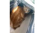 Adopt Leo* a Orange or Red Domestic Shorthair / Mixed Breed (Medium) / Mixed