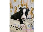 Adopt Starlight aka Nugget a Black - with White Bull Terrier / Mixed dog in