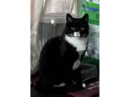 Adopt Tuxie a Black & White or Tuxedo American Shorthair (short coat) cat in
