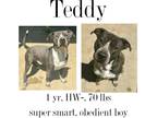 Adopt Teddy a Mixed Breed (Medium) / Mixed dog in Albany, GA (41114704)