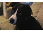 Adopt Bandit a Black Mixed Breed (Large) / Mixed dog in Newton, KS (37701484)