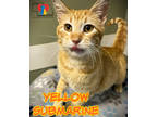 Adopt Yellow Submarine a Orange or Red Domestic Shorthair / Domestic Shorthair /