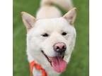 Adopt Otili a White Jindo / Mixed dog in Calgary, AB (41114663)