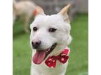 Adopt Beyonce a White Jindo / Mixed dog in Calgary, AB (41114656)