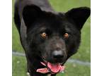 Adopt Gomi a Black Samoyed / Jindo / Mixed dog in Calgary, AB (41114654)