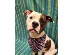 Adopt Ross a White American Pit Bull Terrier / Mixed dog in Lafayette