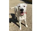 Adopt Salazar a White Mixed Breed (Large) / Mixed dog in Columbus, OH (39969489)