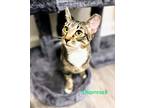 Adopt Shamrock a Brown or Chocolate (Mostly) Domestic Shorthair (short coat) cat