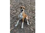 Adopt Tobi a Red/Golden/Orange/Chestnut Boxer / Mixed dog in Lufkin