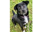 Adopt Jolie a Black Labrador Retriever / Border Collie / Mixed dog in Red Bluff