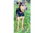 Adopt Madison a Black Hound (Unknown Type) / Mixed Breed (Medium) / Mixed (short