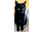 Adopt Fizzy a All Black Domestic Shorthair (short coat) cat in Tega Cay