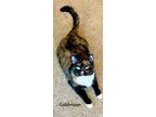 Adopt Goldmoon a Calico or Dilute Calico Domestic Shorthair (short coat) cat in