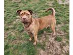 Adopt Coco a Brown/Chocolate Labrador Retriever / Mixed dog in Hudson