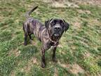 Adopt Queen Bee a Brindle Mastiff / Mixed dog in Hudson, NY (40609253)