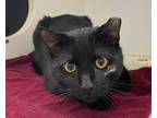 Adopt Bexley a All Black Domestic Shorthair / Domestic Shorthair / Mixed cat in
