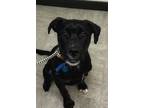 Adopt Ari a Black Labrador Retriever / Mixed dog in Bensalem, PA (41113531)