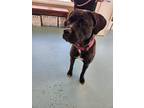 Adopt Zara a Mastiff / Mixed dog in Portsmouth, VA (41113399)