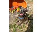 Adopt Gino a Gray/Blue/Silver/Salt & Pepper Mixed Breed (Large) / Mixed dog in