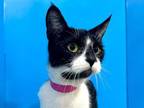 Adopt Viola a Black & White or Tuxedo Domestic Shorthair (short coat) cat in