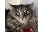 Adopt GUERNSEY a Brown Tabby Domestic Longhair (long coat) cat in Royal Oak