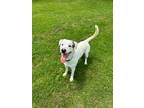 Adopt Lance a Mixed Breed (Medium) / Mixed dog in Carrollton, KY (41112945)