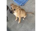 Adopt Oliver a American Pit Bull Terrier / Mixed dog in Brownwood, TX (41112935)