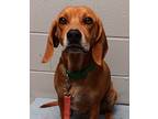 Adopt Copper Man a Brindle Beagle / Redbone Coonhound / Mixed (short coat) dog