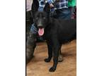 Adopt Lucas a Black German Shepherd Dog / Mixed dog in Egg Harbor City