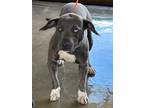 Adopt POLLY a American Pit Bull Terrier / Mixed dog in Lindsay, CA (41112752)
