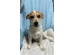 Adopt Freckles a White - with Red, Golden, Orange or Chestnut Cattle Dog / Mixed