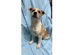 Adopt Cheeto a White - with Red, Golden, Orange or Chestnut Cattle Dog / Mixed