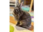 Adopt Parm a Grey/Silver Lionhead / Mixed rabbit in Eau Claire, WI (40790081)