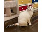 Adopt Lyric (VB) a Calico or Dilute Calico Domestic Shorthair (short coat) cat