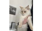 Adopt Gelato - CN a Cream or Ivory Domestic Longhair / Mixed (long coat) cat in