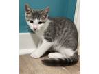 Adopt Crosby - JLI a White (Mostly) Domestic Shorthair (short coat) cat in Cross