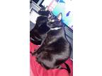 Adopt Luffy and Nami a All Black Domestic Shorthair (short coat) cat in El