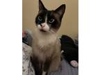 Adopt Luna a Cream or Ivory Siamese (short coat) cat in Riverside, CA (38275164)