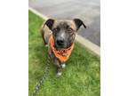 Adopt Timon a Brindle Plott Hound / Mountain Cur / Mixed dog in Lynnwood