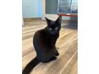 Adopt Raven a Domestic Shorthair / Mixed (short coat) cat in Henderson
