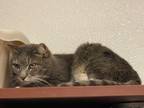 Adopt Xander a Gray or Blue Tabby (short coat) cat in Grand Junction