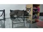 Adopt Noa a Brown Tabby Domestic Shorthair (short coat) cat in Toronto