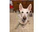 Adopt Zeus a White German Shepherd Dog / Mixed dog in Hoffman Estates