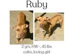 Adopt Ruby a Mixed Breed (Medium) / Mixed dog in Albany, GA (41112354)