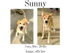 Adopt Sunny a Mixed Breed (Medium) / Mixed dog in Albany, GA (41112353)