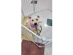 Adopt Evee a Tan/Yellow/Fawn - with White Labrador Retriever / Pit Bull Terrier