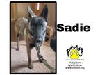 Adopt Sadie a Tan/Yellow/Fawn Shepherd (Unknown Type) / Mixed Breed (Medium) /